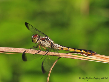 Libellula vibrans, female